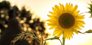 Why Solar Energy Is The Best