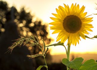 Why Solar Energy Is The Best