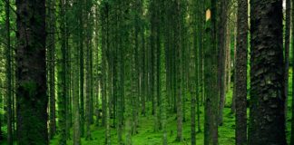 How to Save Energy & Nature