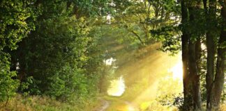 4 Roles of Natural Light in Our Path to Sustainability