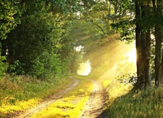4 Roles of Natural Light in Our Path to Sustainability