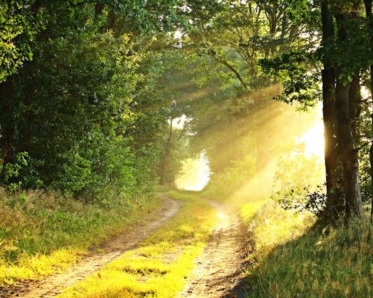 4 Roles of Natural Light in Our Path to Sustainability 4 Roles of Natural Light in Our Path to Sustainability
